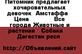 Питомник предлагает 2-хочаровательных девочек  Амстаффа › Цена ­ 25 000 - Все города Животные и растения » Собаки   . Дагестан респ.